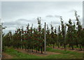 Apple orchard, Rainham