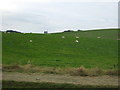 Grazing near Switchers Farm