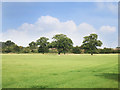 Trees in the Meadow