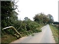 Fallen Tree Branch on Wilsic Road