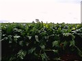 Turnip Field by Wilsic Lane