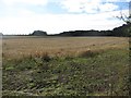 Arable field near Hauxley Moorhouse