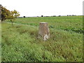 TM1188 : Trig Point off Diss Road by Geographer