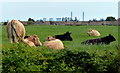 Cows next to the Chesterfield Canal in Misterton