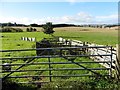 Livestock pens near Bankhead