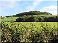 Hillside below Thirlestane Hill