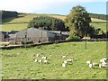 Sheep and farm buildings at Primside Farm