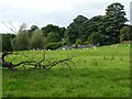 Fallen tree at the eastern edge of Wensley