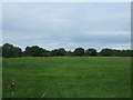 Grazing off Cumeragh Lane