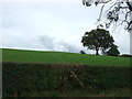 Hillside grazing off Whalley Road (B6243)