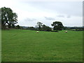 Grazing, Mitton Green