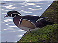 Male wood duck on the Grand Union Canal towpath