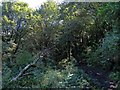 Woodland in Penberth Valley