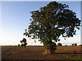 Former field boundary near Holton Grange