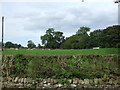 Grazing Carter Fold Farm, Waddington