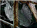 Cobwebs on a gate