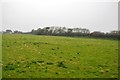 Pasture, Trenowin