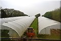 Polytunnels