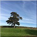 SD9549 : Solitary tree beside a drystone wall  by Graham Hogg