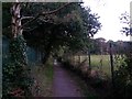 SZ1094 : Strouden: silver birch on footpath K48 by Chris Downer