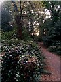 Strouden: ivy-clad tree stump on footpath K18