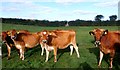 Jersey Cattle near Stancil