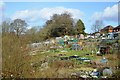 Shalford Allotments