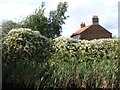 Russian vine, north bank, Stainforth & Keadby Canal