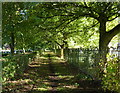 Tree lined path through Gilroes Cemetery