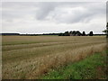 View towards Barns Farm