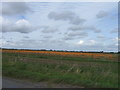 TF2126 : Field of pumpkins by Alex McGregor
