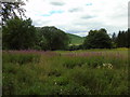 Grassington Park Estate Meadows (1)