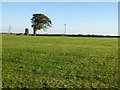 Field behind the Crown Inn