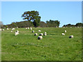 Grazing sheep near St. Helens