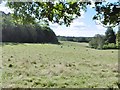 Wareham, deer grazing