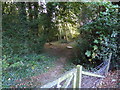 Path through woodland from cricket pitch