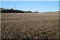 Potato field, Blackfaulds