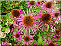 Echinacea purpurea