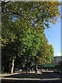 Trees along Alma Road, Bristol