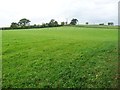 Sheep pasture, west of Dowpits Wood