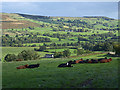 Fields and cattle above the Lowther valley