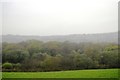 A woodland in mist