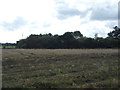 Stubble field near Fisher