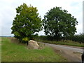 Reed Lane between Stanfield and Bittering, Norfolk