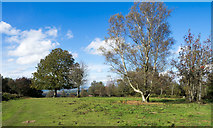 SO6921 : Trees on north side of May Hill by Trevor Littlewood
