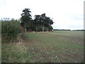 Young crop field and woodland near Harrow Farm