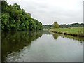 Woodland along the River Weaver