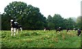 SJ5576 : Cattle at Devil's Garden by Christine Johnstone