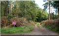 Forest road on Wigpool Common