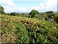 View over Ashley Moor